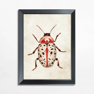 Obraz červený hmyz BEETLE 21x30 cm