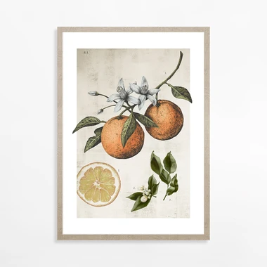 Obraz ORANGE LIFE CYCLE 21x30 cm