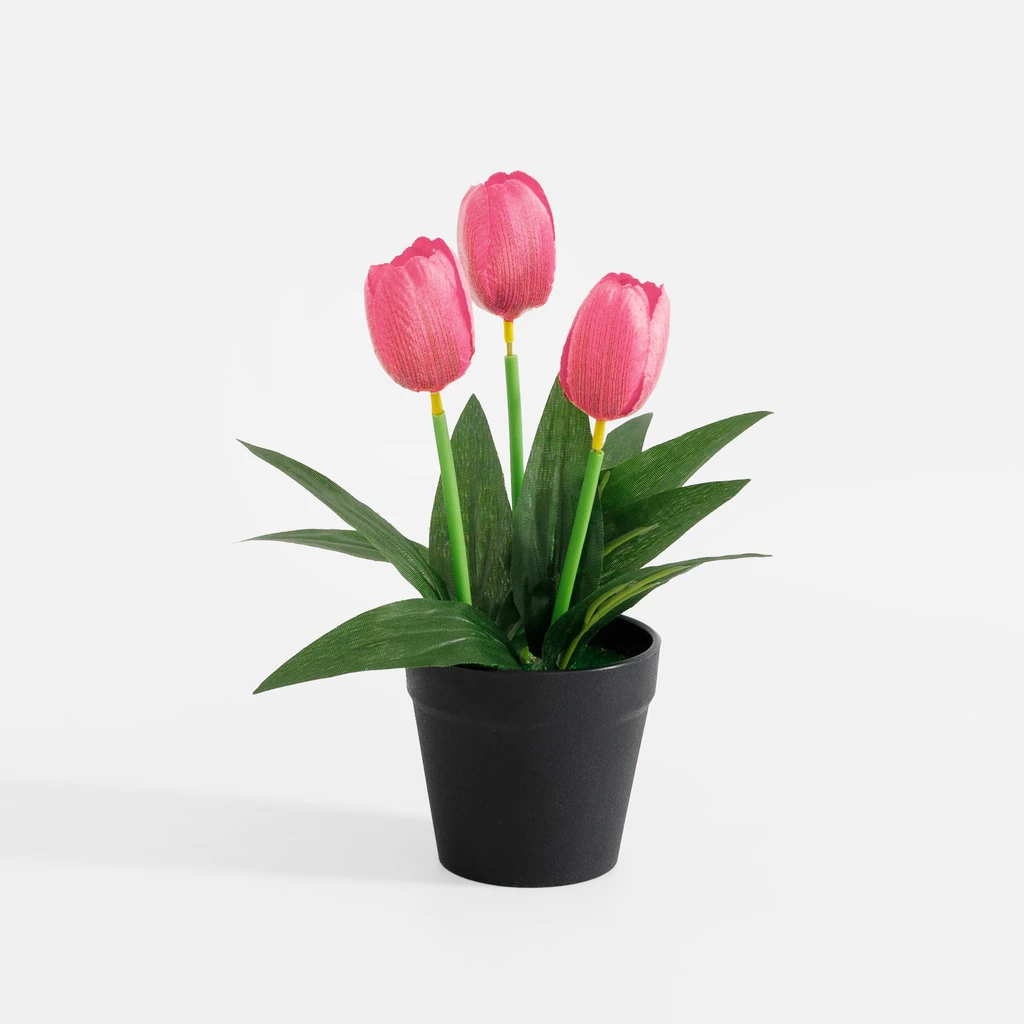Różowe tulipany w czarnej doniczce. 