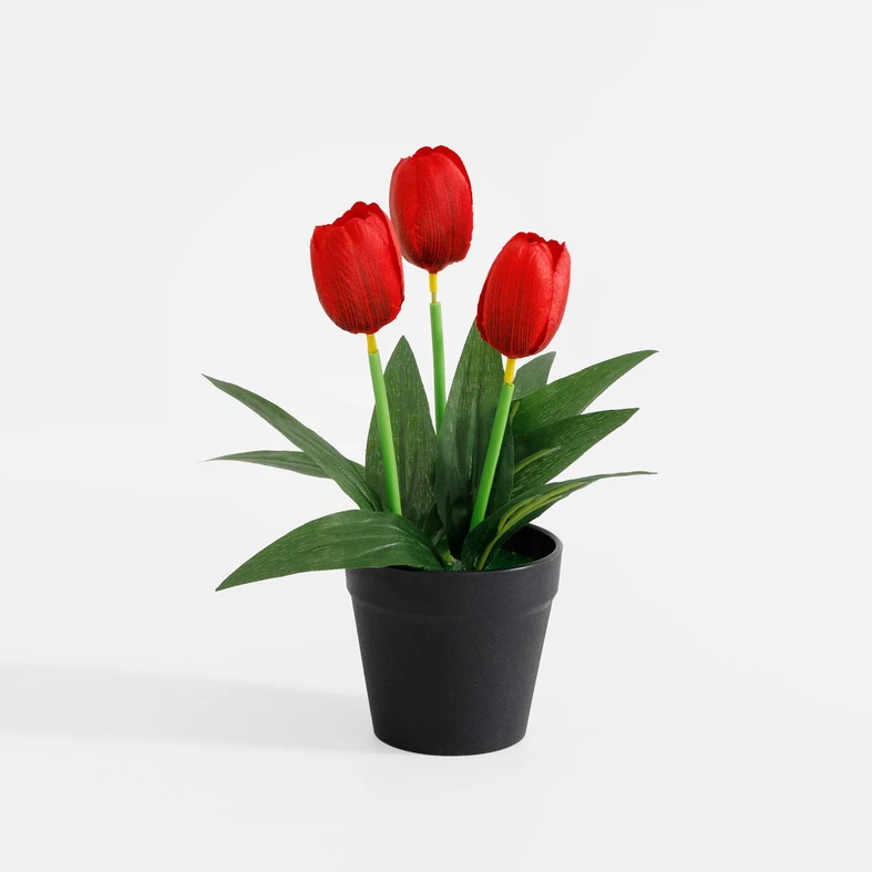 Czerwone tulipany w czarnej doniczce. 